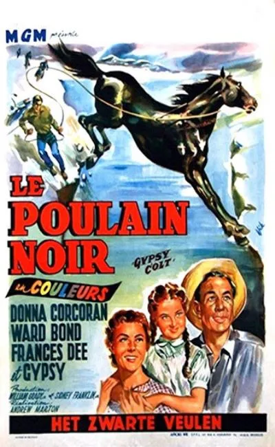 Le poulain noir